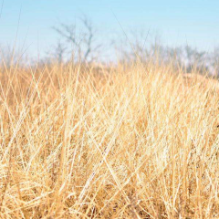 Chinese silvergrass seeds