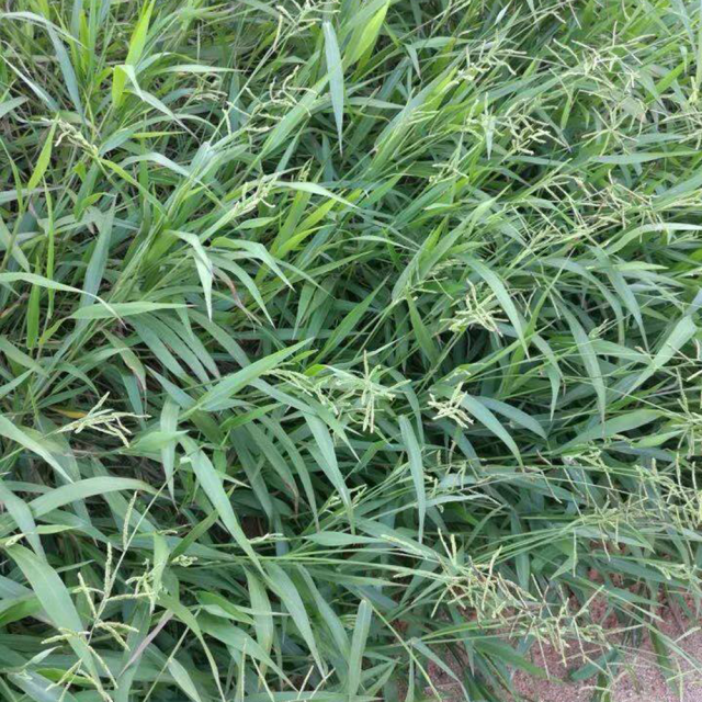 Paspalum notatum seeds