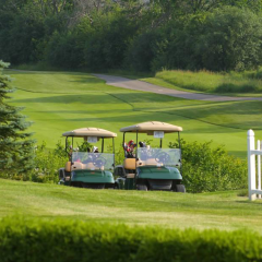 Paspalum notatum Flugge seeds