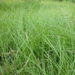 Paspalum notatum seeds