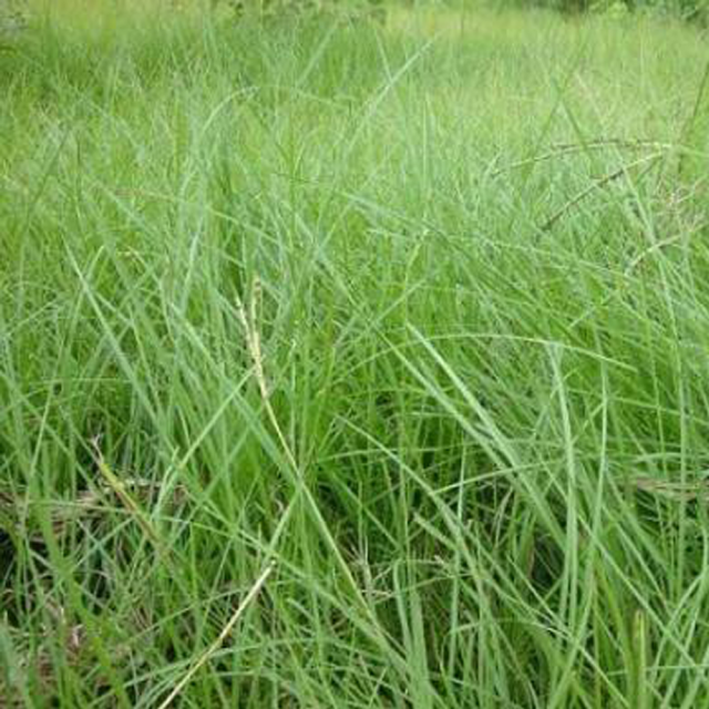 Paspalum notatum seeds