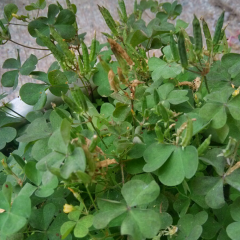 Trifolium hybridum seeds