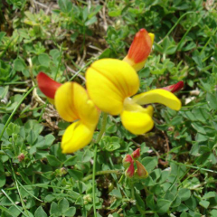 Lotus corniculatus seeds