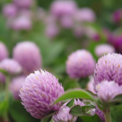 Trifolium pratense seeds/white clover seeds