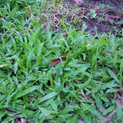 Axonopus compressus seeds