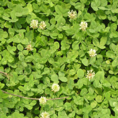 Trifolium hybridum seeds