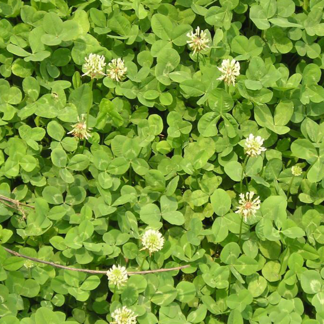 Trifolium hybridum seeds