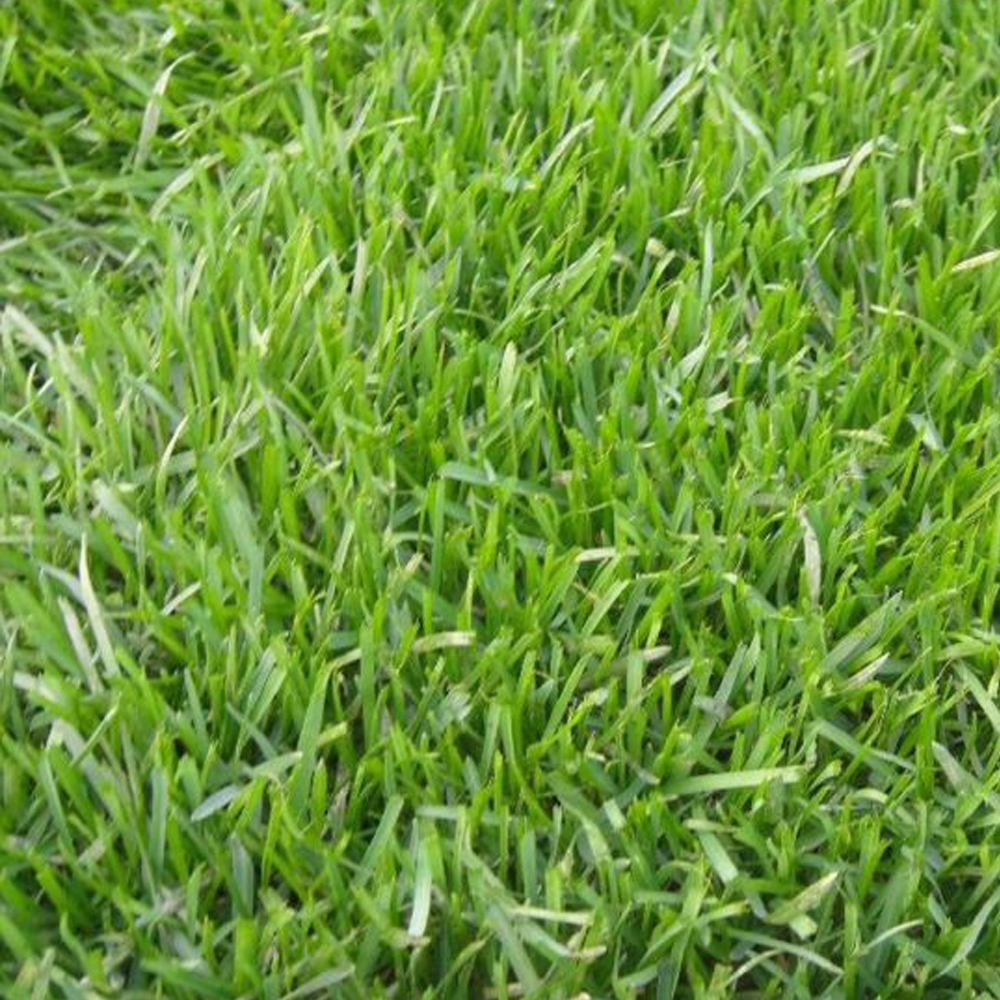 Poa annua seeds