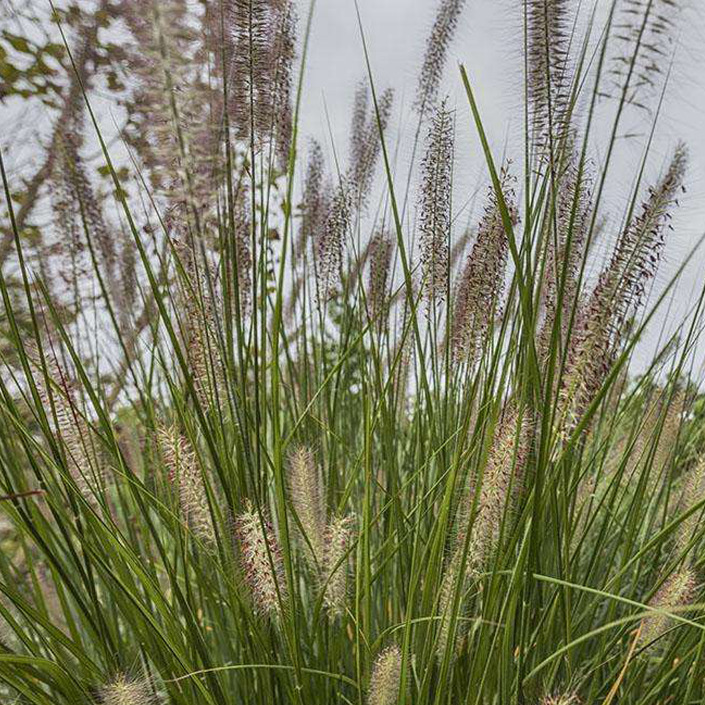 Chinese pennisetum seeds