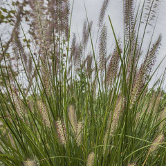 Chinese pennisetum seeds