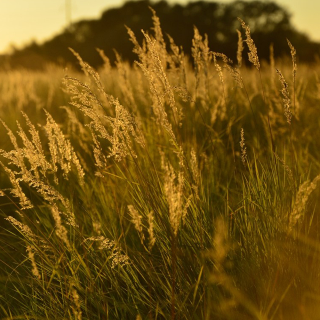 Eragrostis pilosa seeds