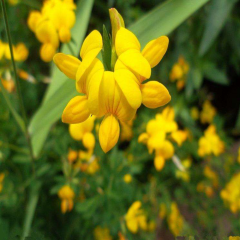 Lotus corniculatus seeds