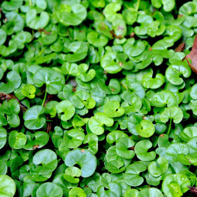 Dichondra repens seeds