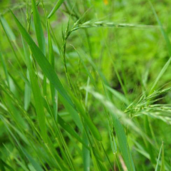 Elymus dahuricus seeds