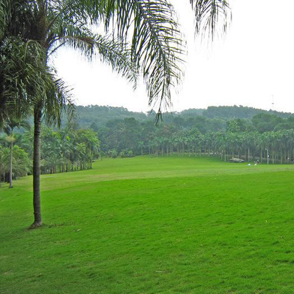 red fescue seeds