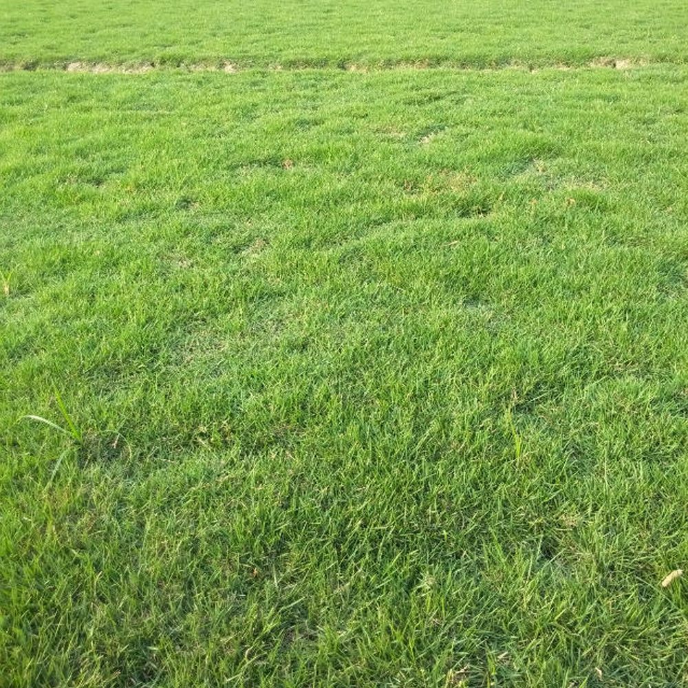Taiwan grass seeds