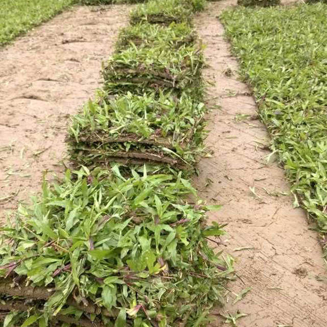 Axonopus compressus seeds