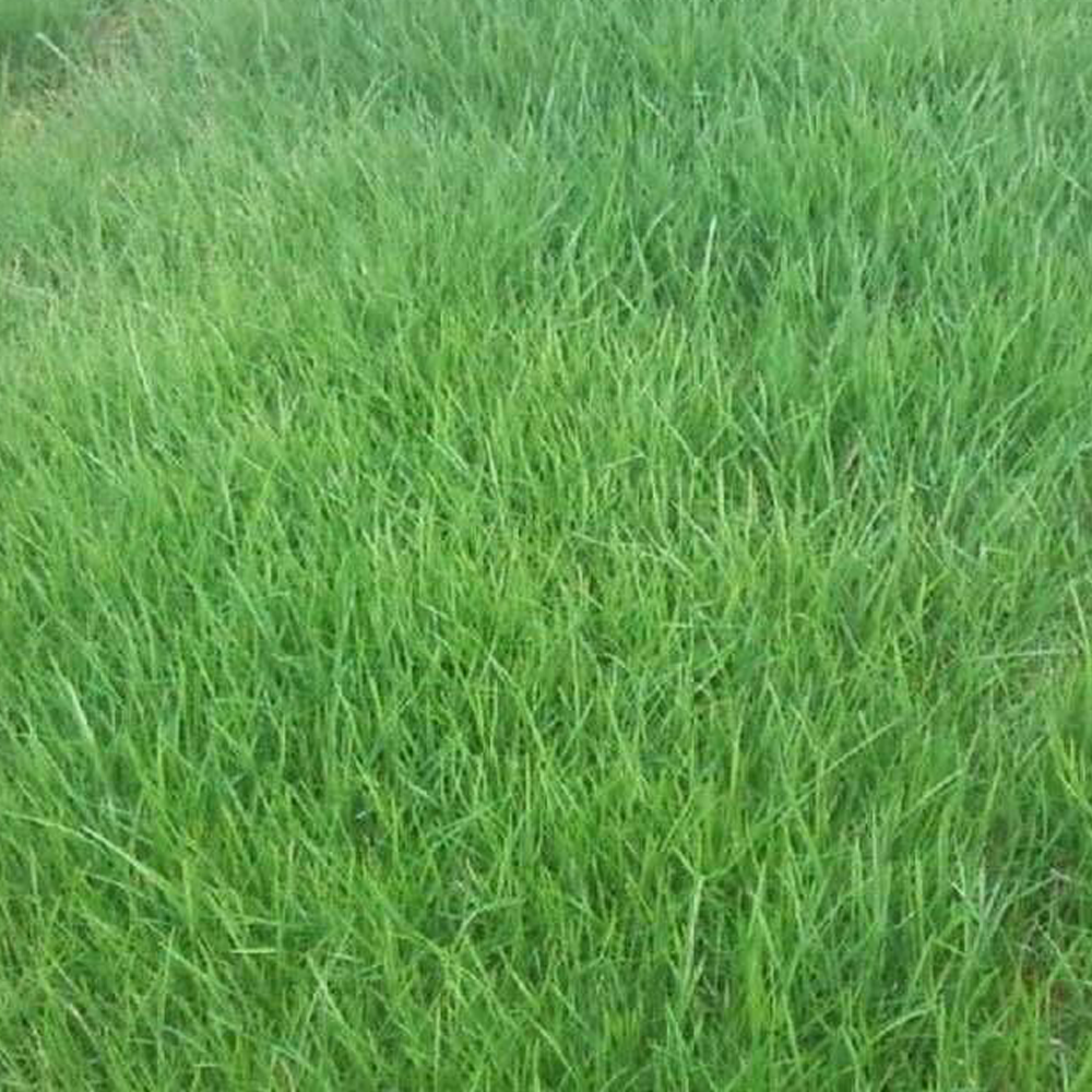 red fescue seeds