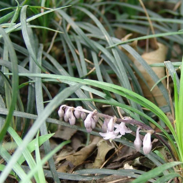 Radix Ophiopogonis seeds