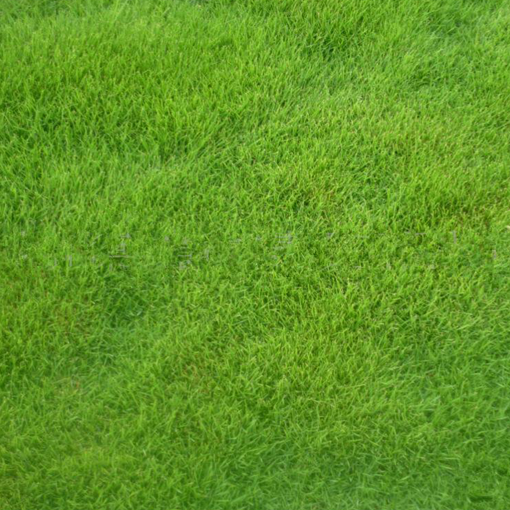 Poa annua seeds