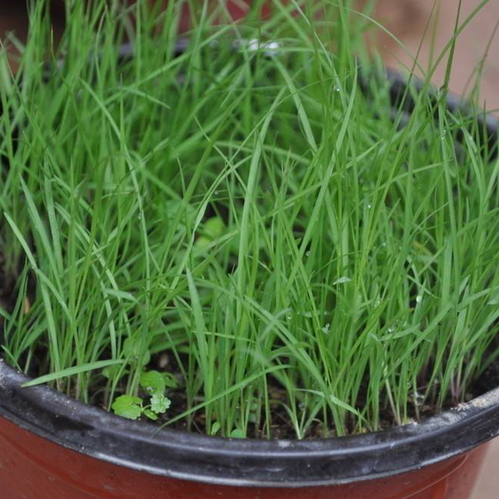 Paspalum notatum seeds