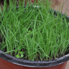 Paspalum notatum seeds