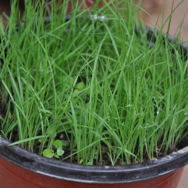 Paspalum notatum seeds