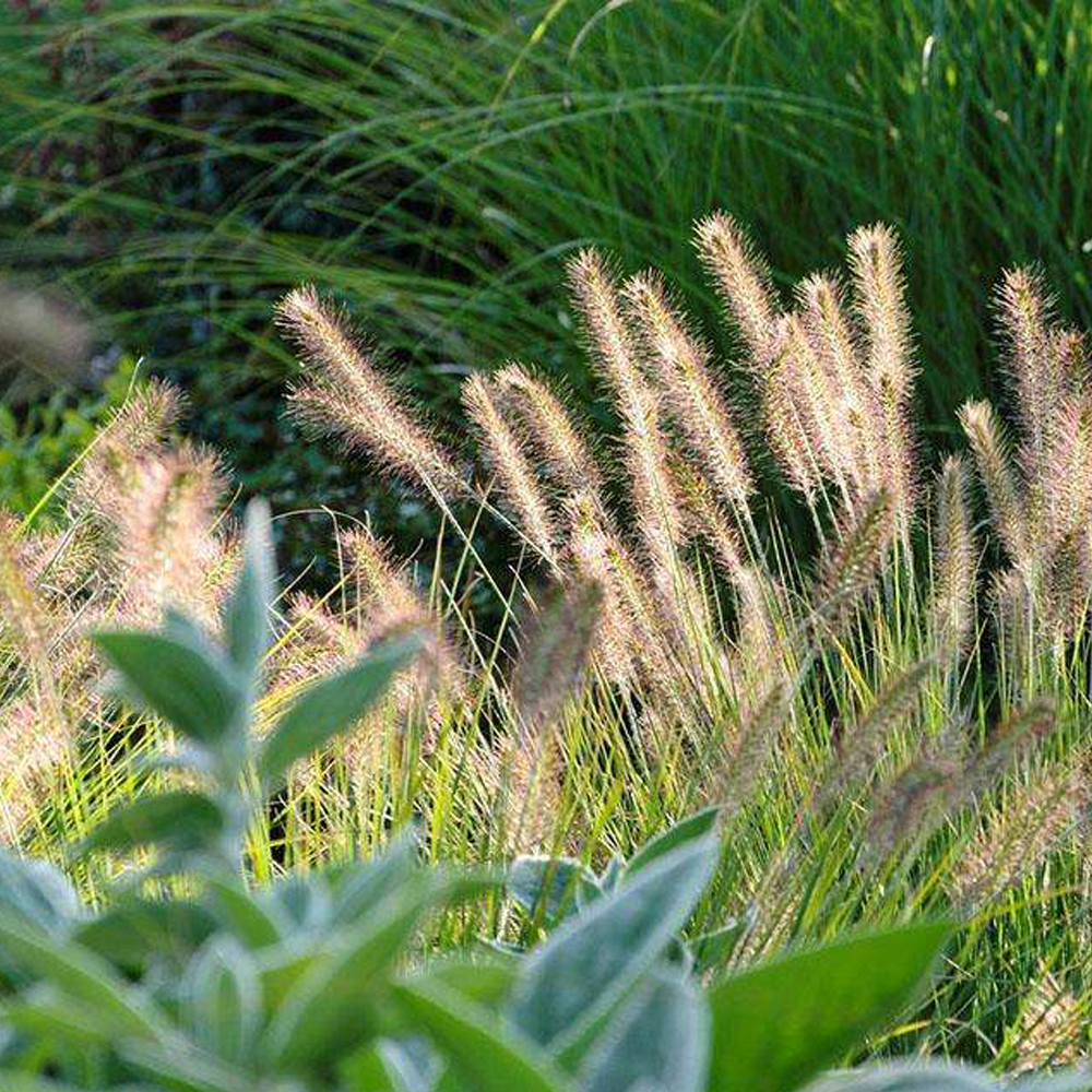Chinese pennisetum seeds