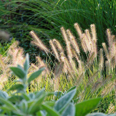 Chinese pennisetum seeds