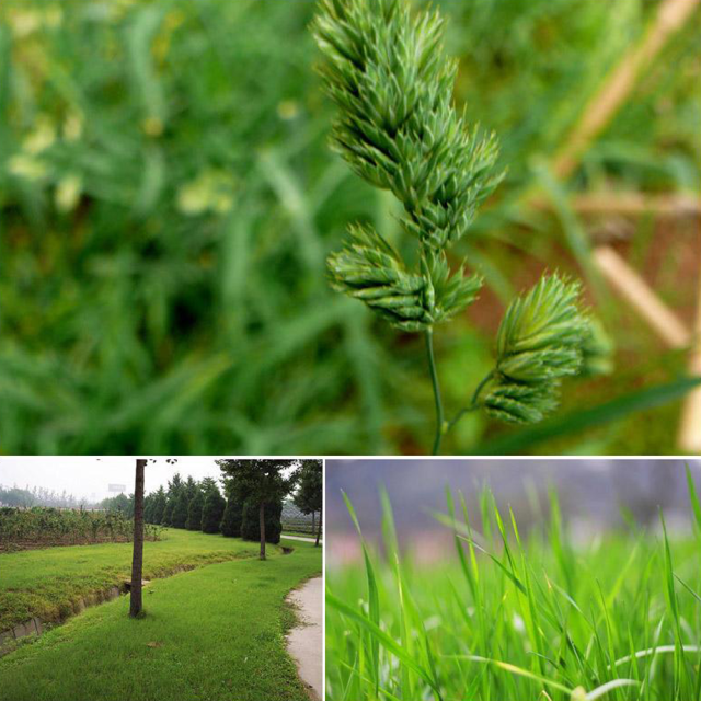 Buffalograss seeds
