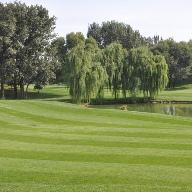 Paspalum notatum Flugge seeds
