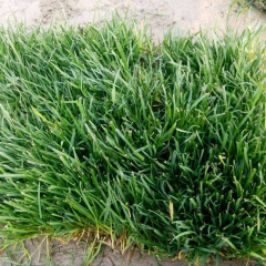 Agrostis stolonifera seeds