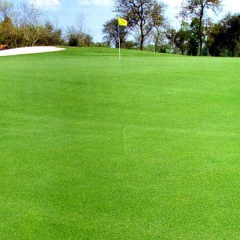 colonial bentgrass seeds