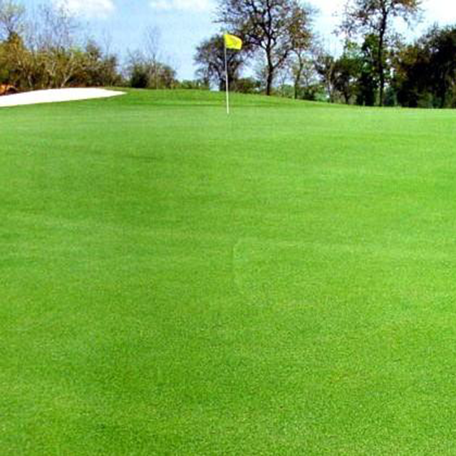 colonial bentgrass seeds