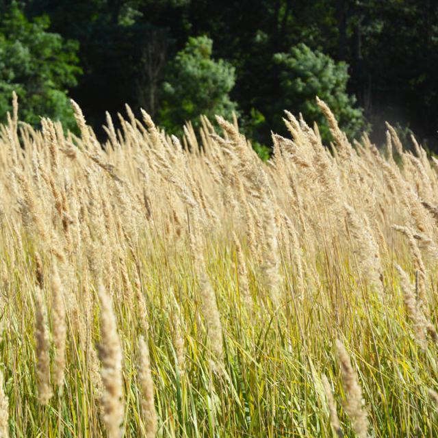 Bromus seeds