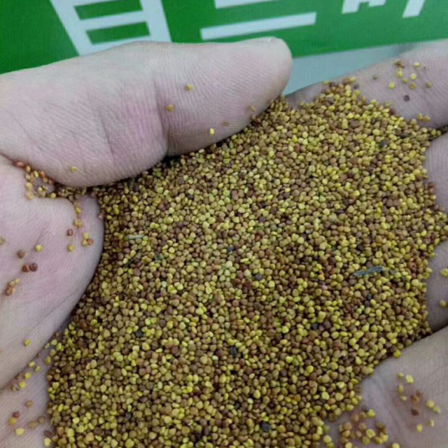 trifolium repens seeds/white clover seeds
