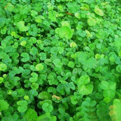 Dichondra repens seeds