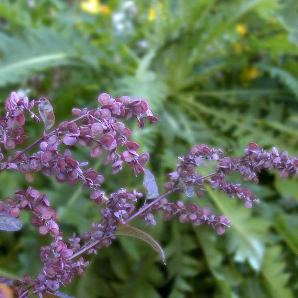 Melilotus suavcolen seeds