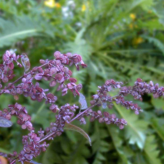 Melilotus suavcolen seeds