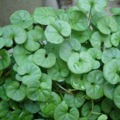 Dichondra repens seeds