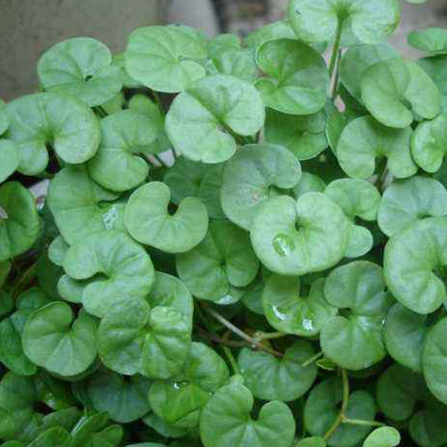Dichondra repens seeds