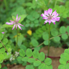 Crown Vetch seeds