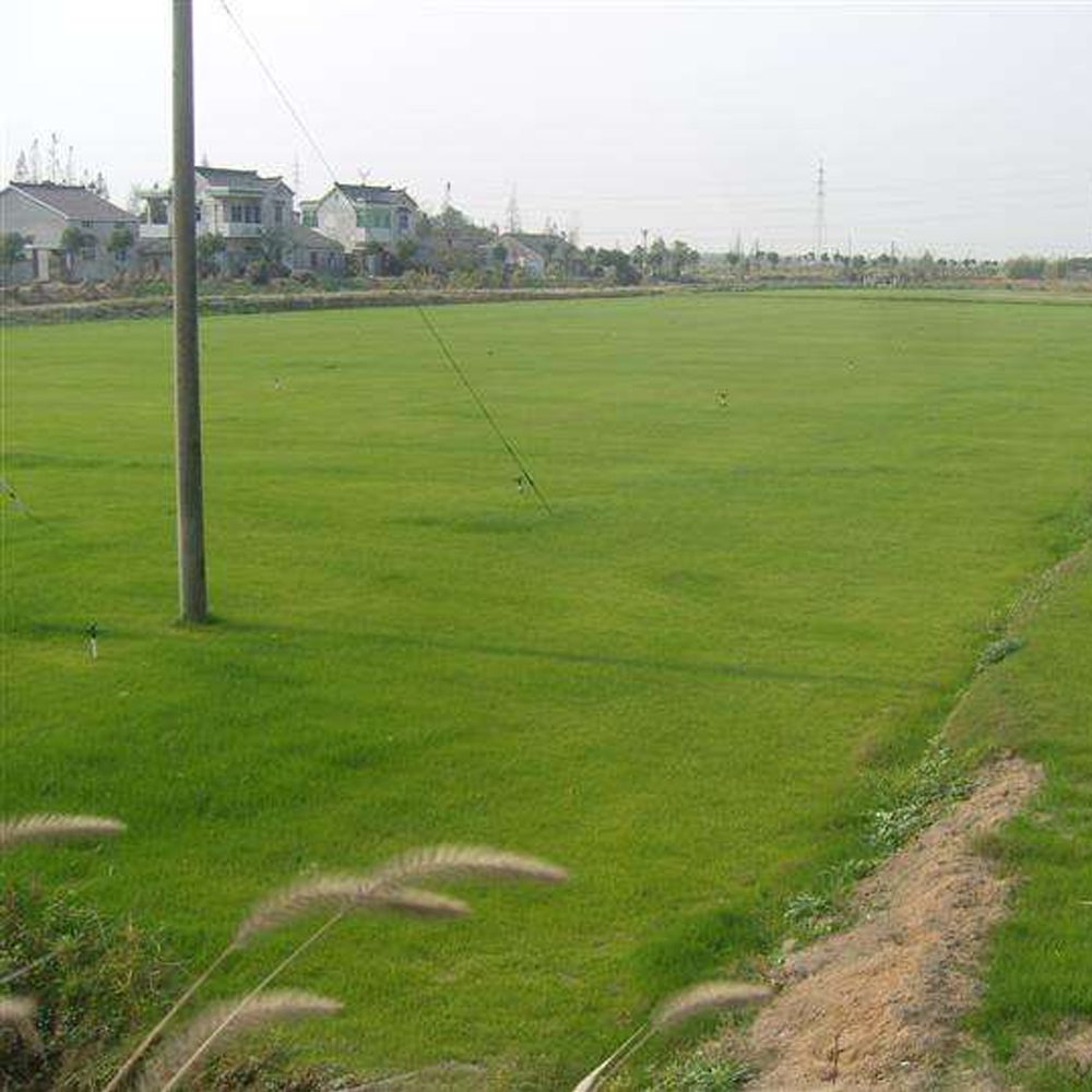 Bermuda grass seeds