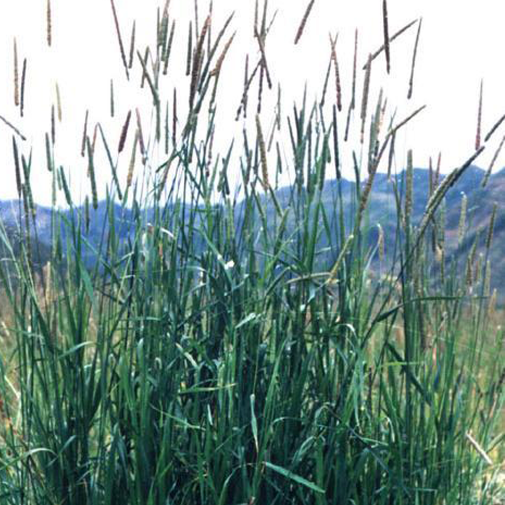 timothy grass seeds