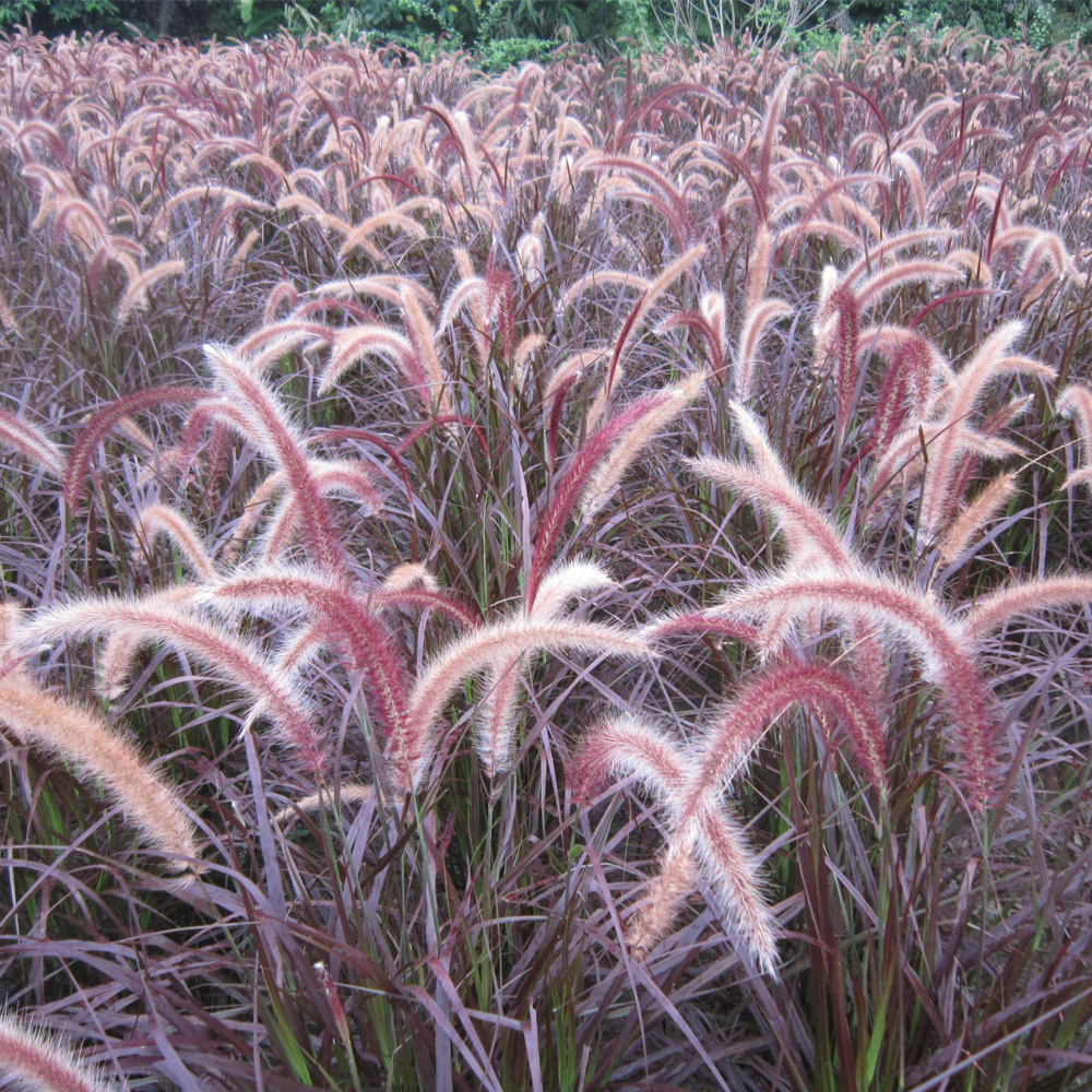 Chinese pennisetum seeds