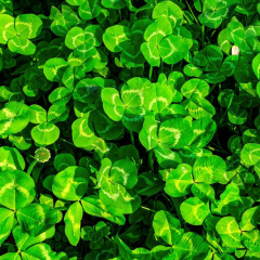 trifolium repens seeds/white clover seeds