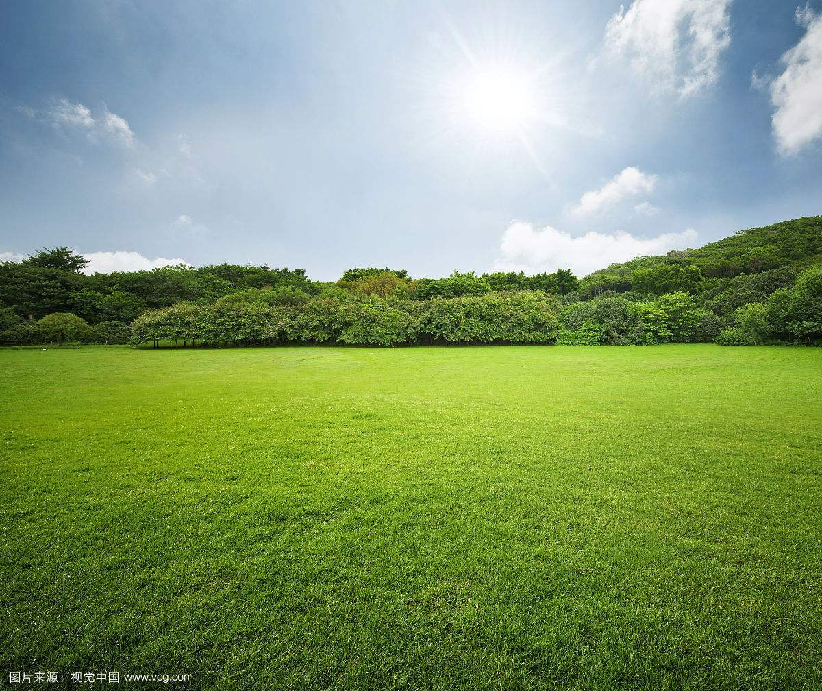 Mix lawn grass seeds