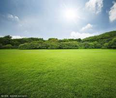 Mix lawn grass seeds