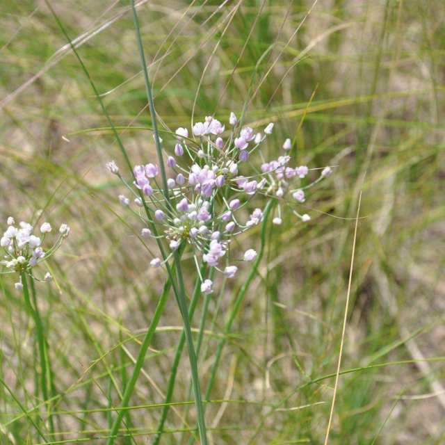 Elymus dahuricus seeds