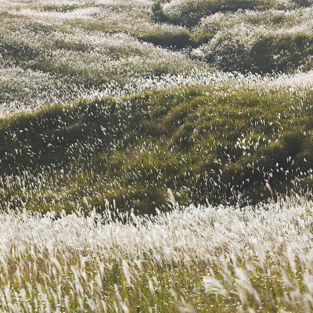 Chinese silvergrass seeds